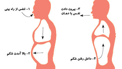 نمودار تنفس شکمی در یوگا با توضیح متن فارسی 