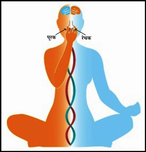 تصویر نشسته ی یک انسان با نمایش نادی های انرژی و مسیر آن ها در حین تنفس 